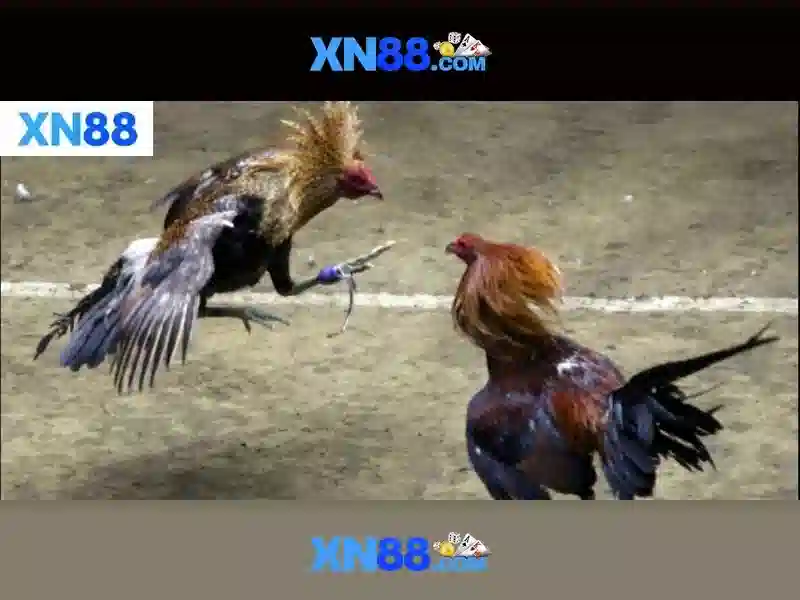 💎7 slots jeep💎