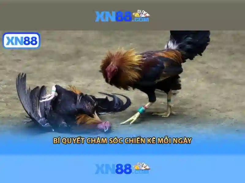 XN88 - Trải Nghiệm Slot Đỉnh Cao Với Tỷ Lệ Cược Hấp Dẫn - XN88