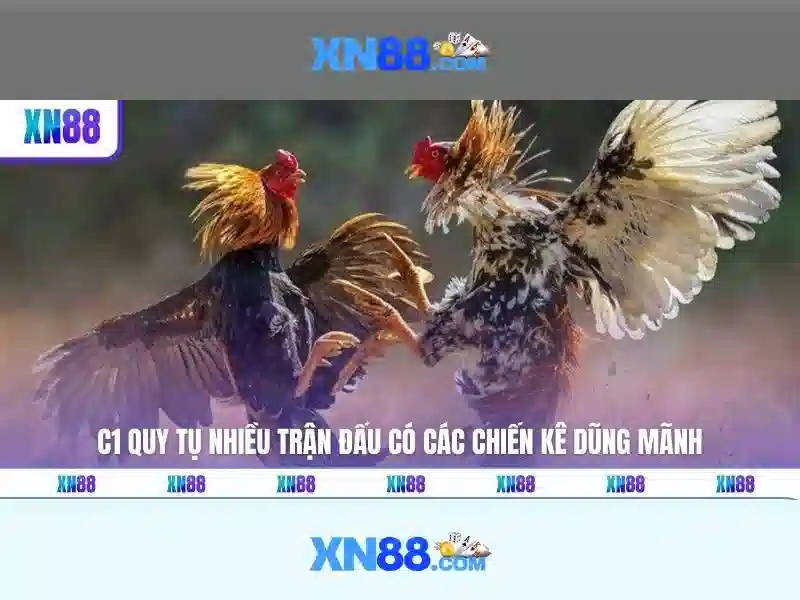 💎học viện cá cược vietsub💎