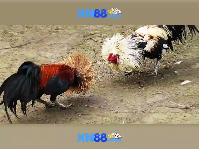 💎cá cược bóng đá online m88💎