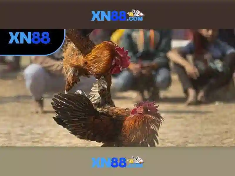 💎giá cước vi cá mập💎