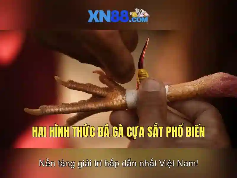 💎cá cược ngonclub💎